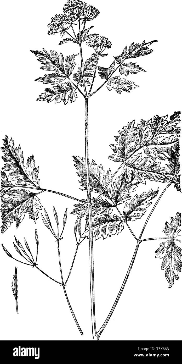 Un genere di americani e asiatici orientali erbe della famiglia di carota che tipicamente ha radici carnose e spesse e cresce nei boschi umidi, vintage line draw Illustrazione Vettoriale