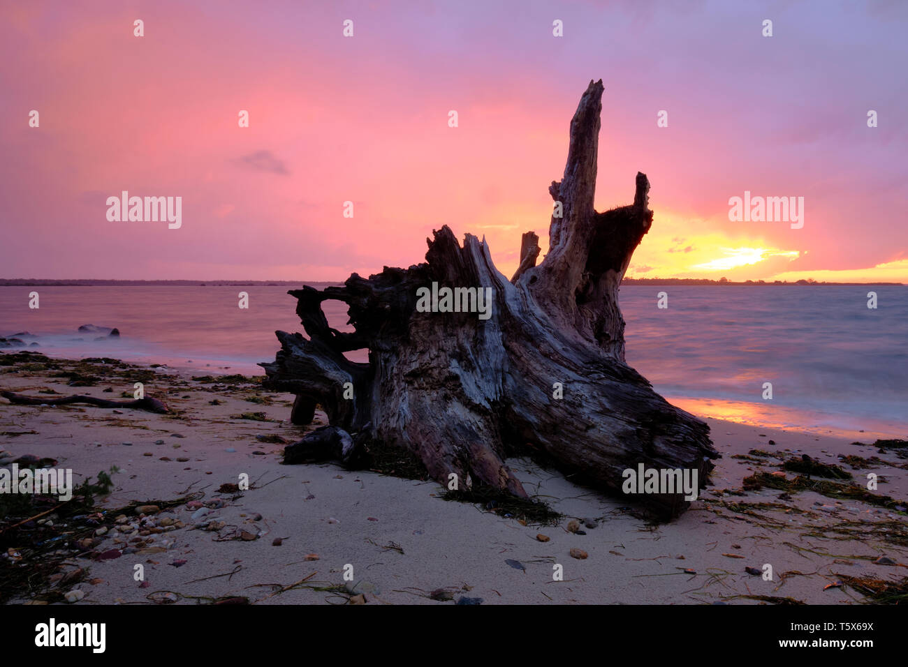 Driftwood sulla riva del lago re, Metung in rosa e viola luce del tramonto Foto Stock