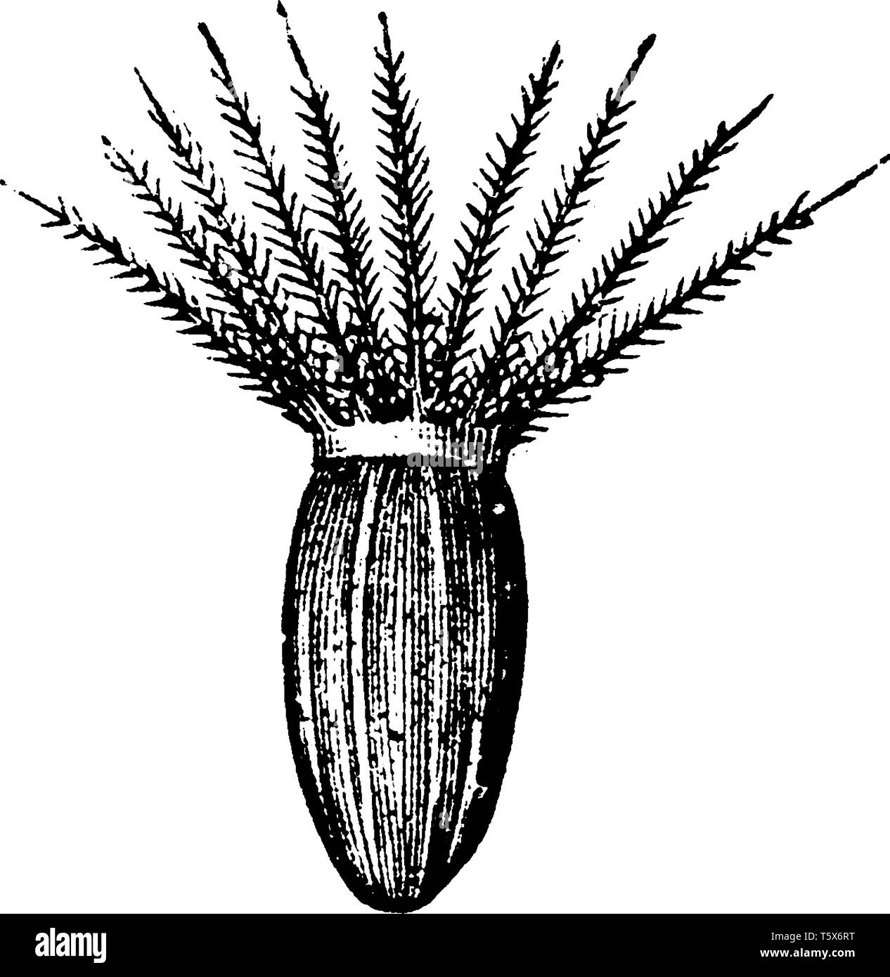 Una illustrazione della valeriana vedere in un composito fiore, Pappus è la parte del singolo disco e ray fiori che circonda la base nello stesso Illustrazione Vettoriale