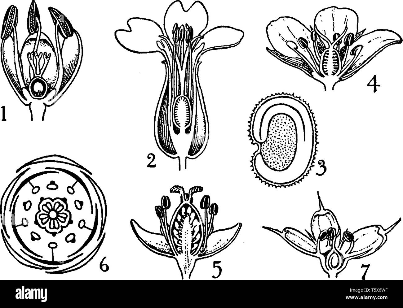 È tutta la parte interna del fiore. Questa immagine mostra un filamento, stigma di petalo, ovaio. In questa immagine mostra un bassellaceae e oeder caryophyllaceae, v Illustrazione Vettoriale