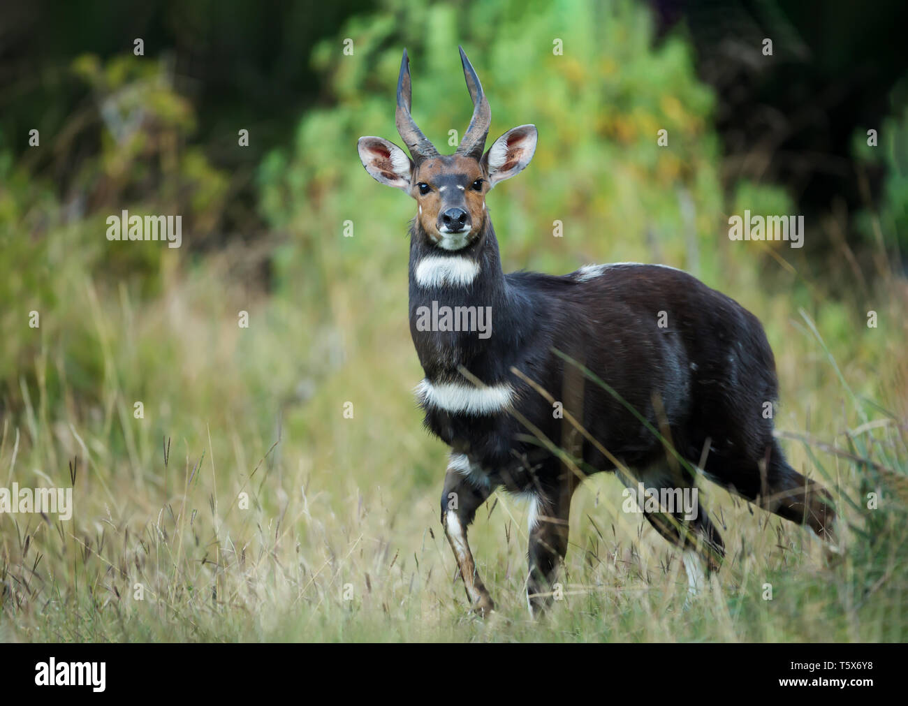 Menelik's Bushbuck (Tragelaphus scriptus meneliki) in piedi nella foresta, Etiopia. Foto Stock