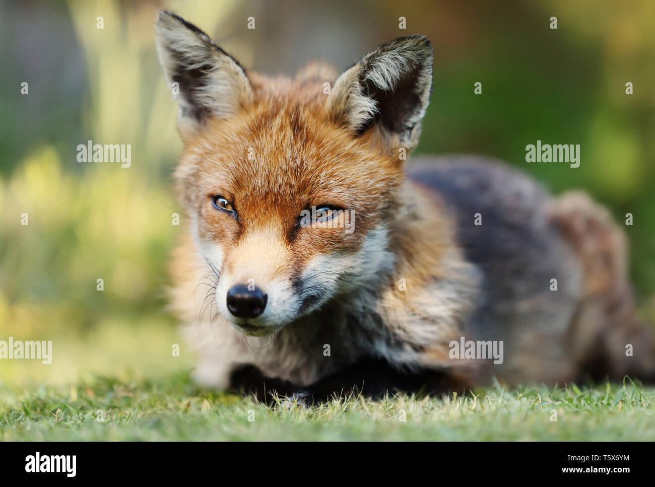 In prossimità di una volpe rossa (Vulpes vulpes vulpes) sdraiati sull'erba, UK. Foto Stock