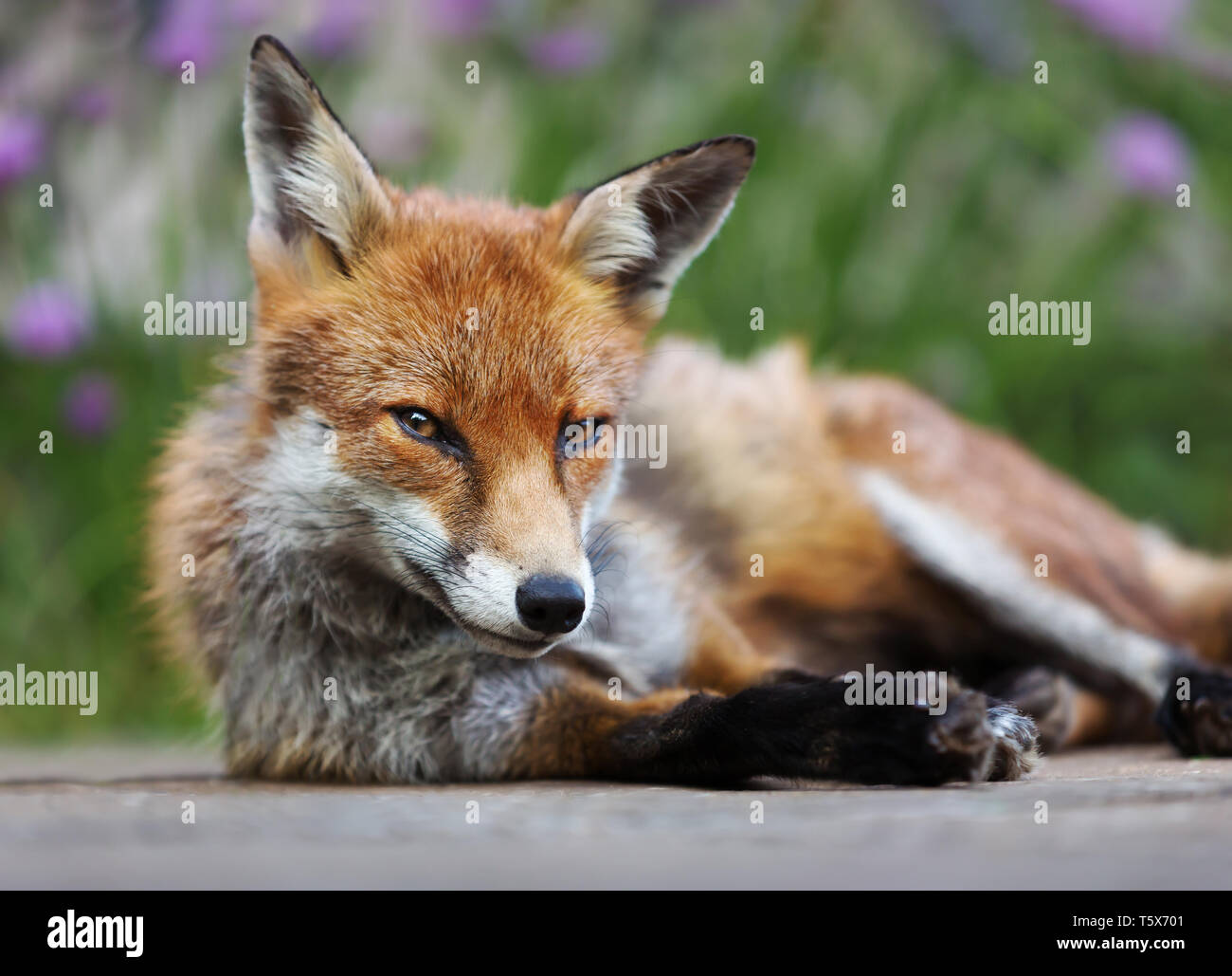In prossimità di una volpe rossa (Vulpes vulpes vulpes) giacente nel giardino, UK. Foto Stock