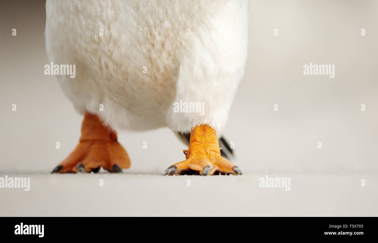 Chiusura del pinguino Gentoo (Pygoscelis papua) piedi. Foto Stock