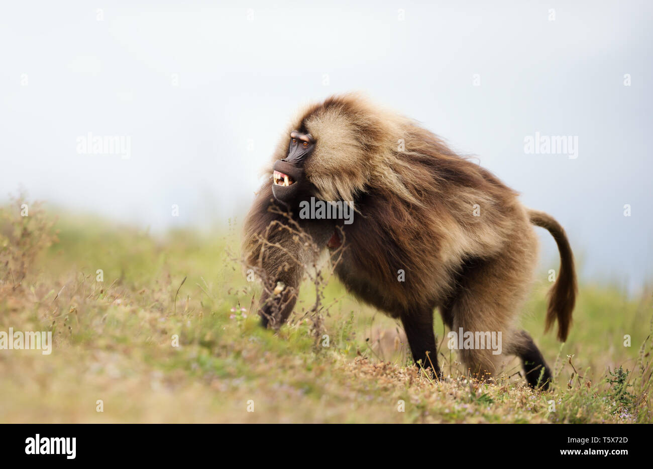 Close up di un adulto di scimmia Gelada (Theropithecus gelada) in Simien Mountains National Park, Etiopia. Foto Stock