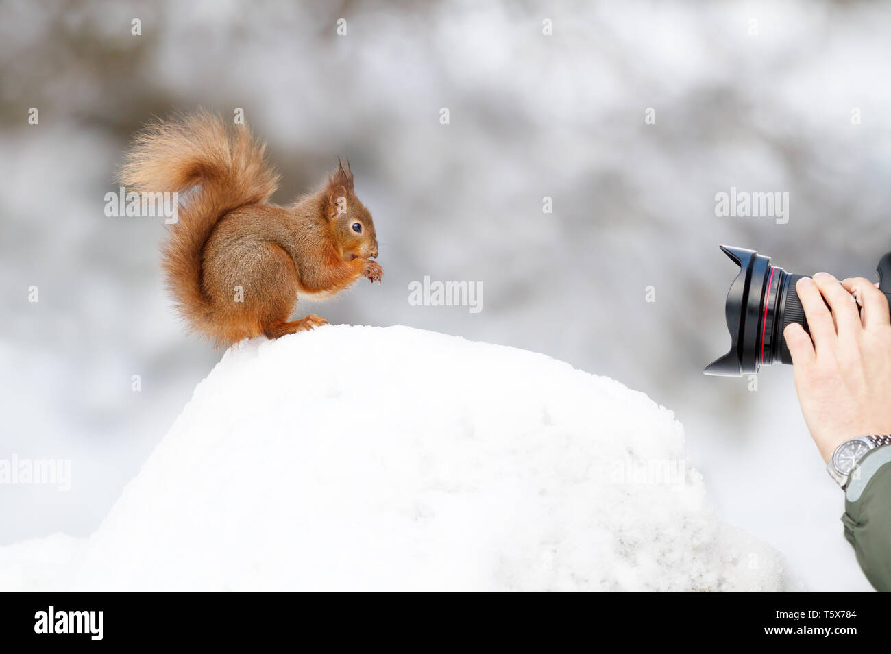 Scattare una foto di un scoiattolo rosso seduta nella neve in inverno, Inghilterra. Foto Stock