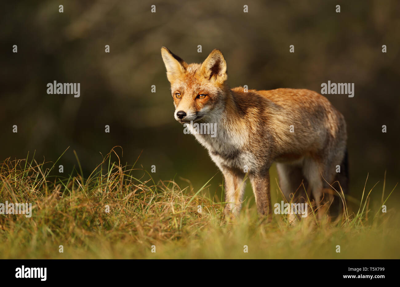Close-up di una volpe rossa in piedi in erba, Paesi Bassi. Foto Stock