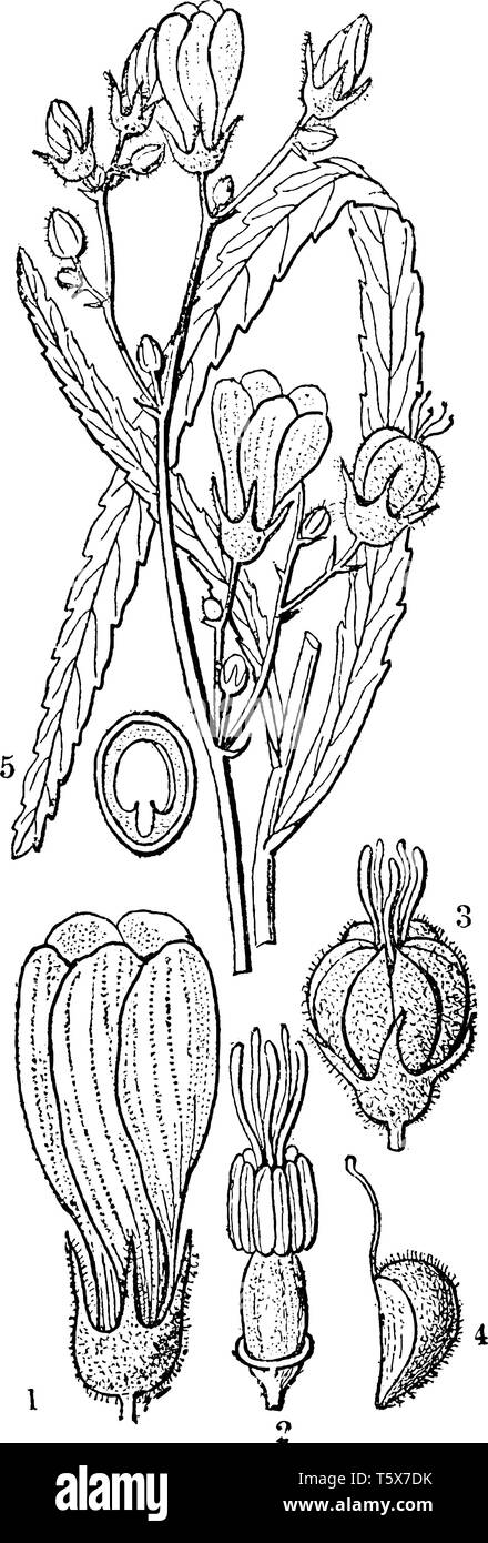 La foto mostra Malvales ordine di piante da fiore, che comprende 1. Fiore; 2. Stami e pistillo; 3. la frutta matura; 4. un coccus; 5. La sezione di una s Illustrazione Vettoriale