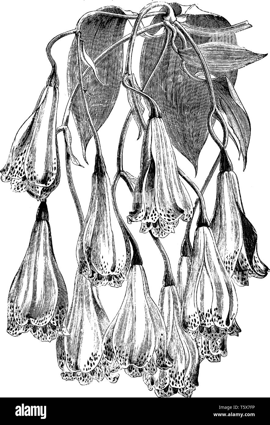 Questo Bomarea Carderi è un cluster floreali, in forma di vite. Essa lascia a forma di cuore e fiori contengono piccole quantità, vintage disegno della linea o engra Illustrazione Vettoriale