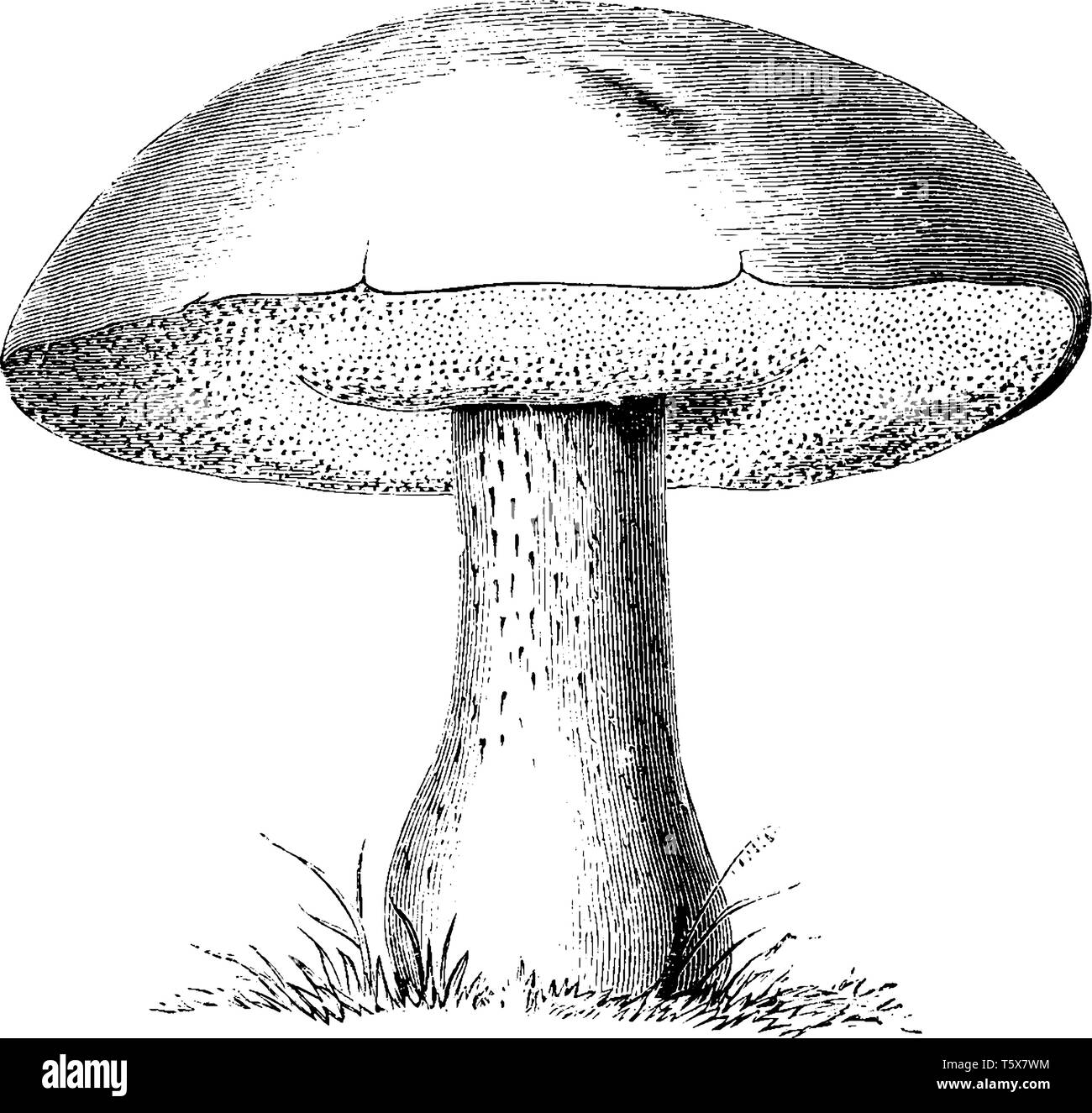 Questa è l'immagine di Boletus Edulis Mushroom. Il cappuccio parla per la parte superiore e la parte inferiore è chiamata piccioli. La superficie inferiore del tappo mostra Illustrazione Vettoriale