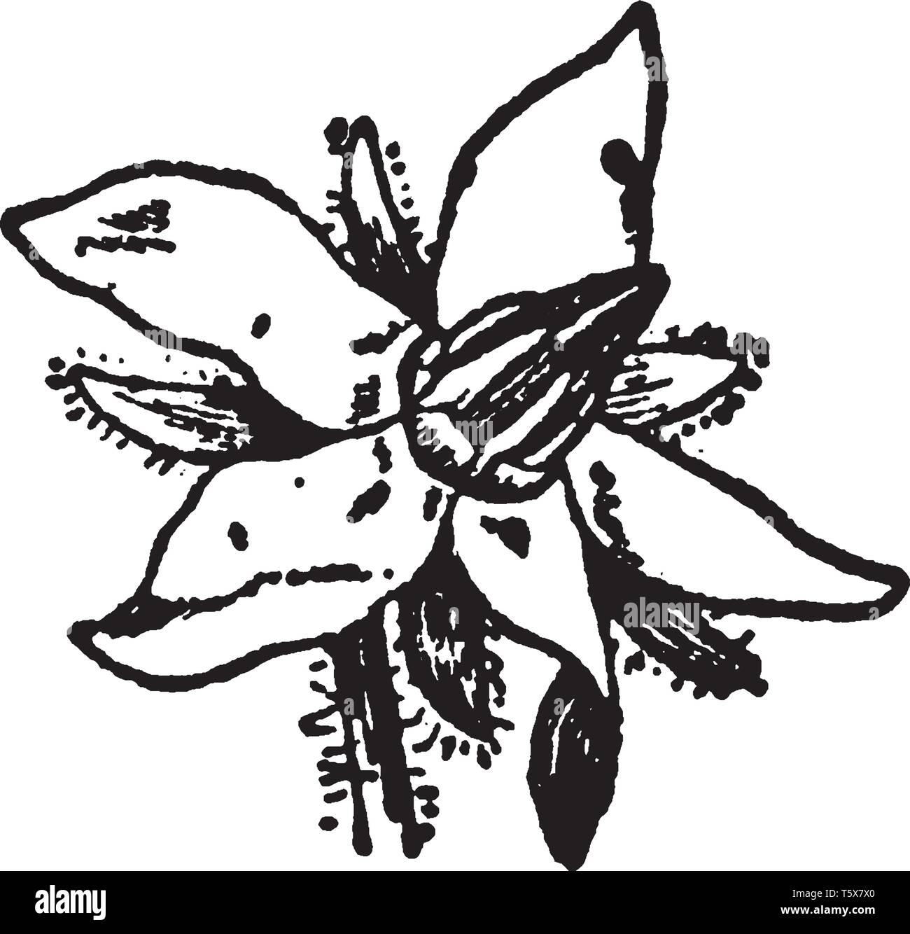 La borragine è una facile coltivazione di erbe annuali piano. Fiore ha cinque petali di fiori, come starflower. Dallo stile unico, vintage disegno della linea o incisione illustrat Illustrazione Vettoriale
