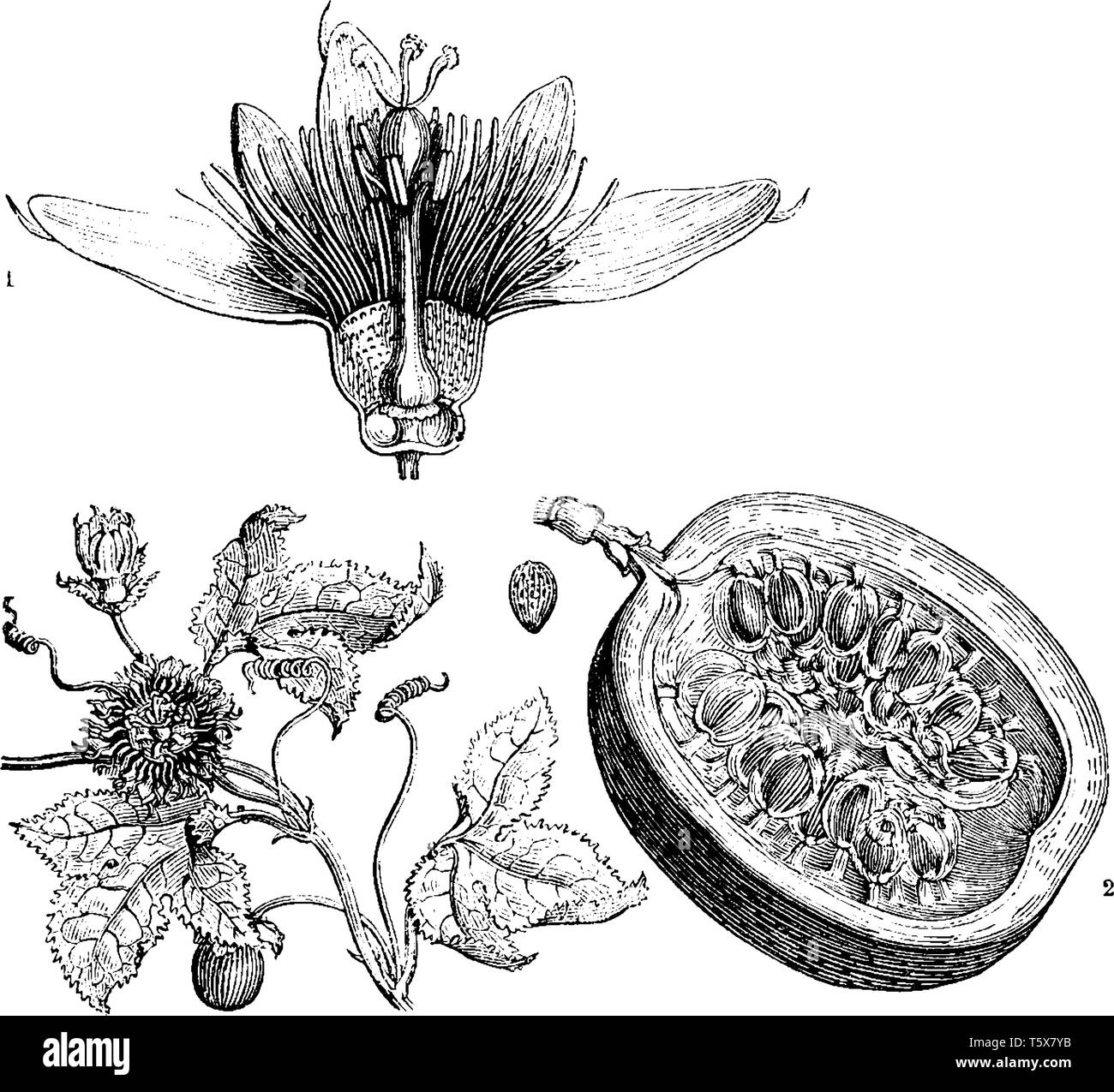 Il frutto della passione è un pepo, un tipo di Berry e rotondo a ovale, sia di colore giallo o viola scuro a maturità, con un morbido per impresa, succosa interno riempito w Illustrazione Vettoriale