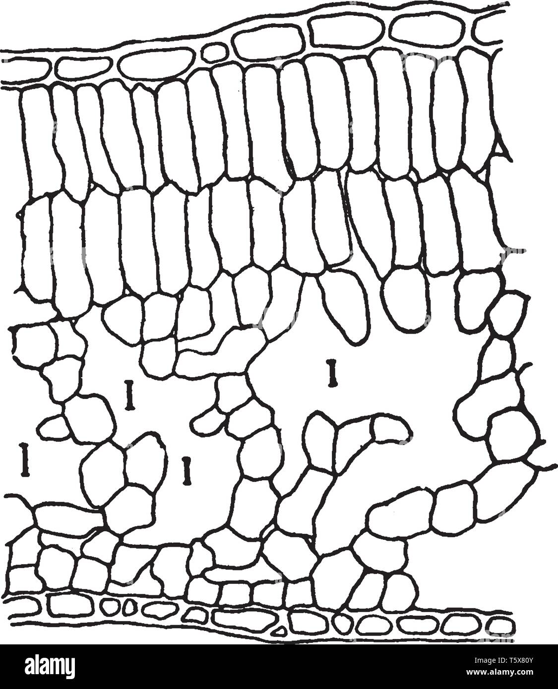 Una porzione allargata di una foglia di Apple che mostra molti piccoli sacchi cresciute insieme. Ciascuno di questi sacs è una cella, vintage disegno della linea o incisione illustra Illustrazione Vettoriale