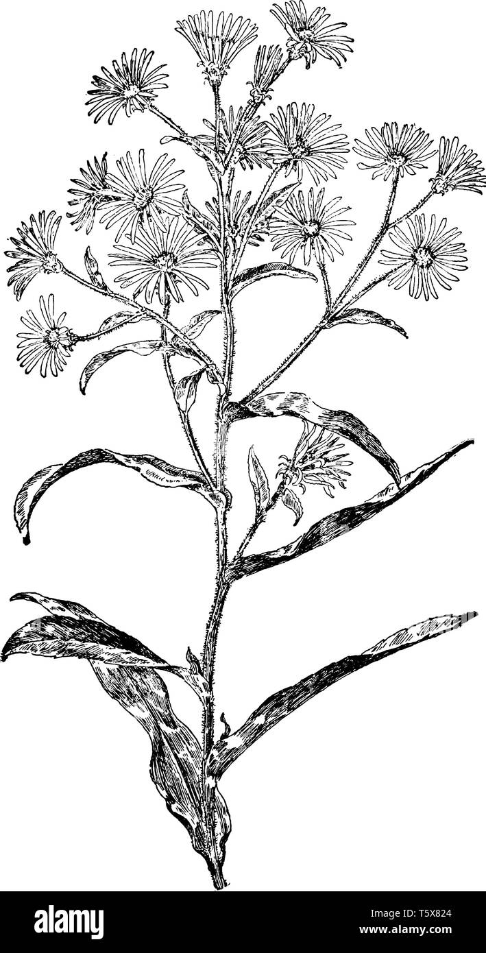 Foglia levetta di base inferiore e foglia appuntita. La hairy steli e fiori crescono sulla parte superiore della pianta, vintage disegno della linea di incisione o illustrazione. Illustrazione Vettoriale