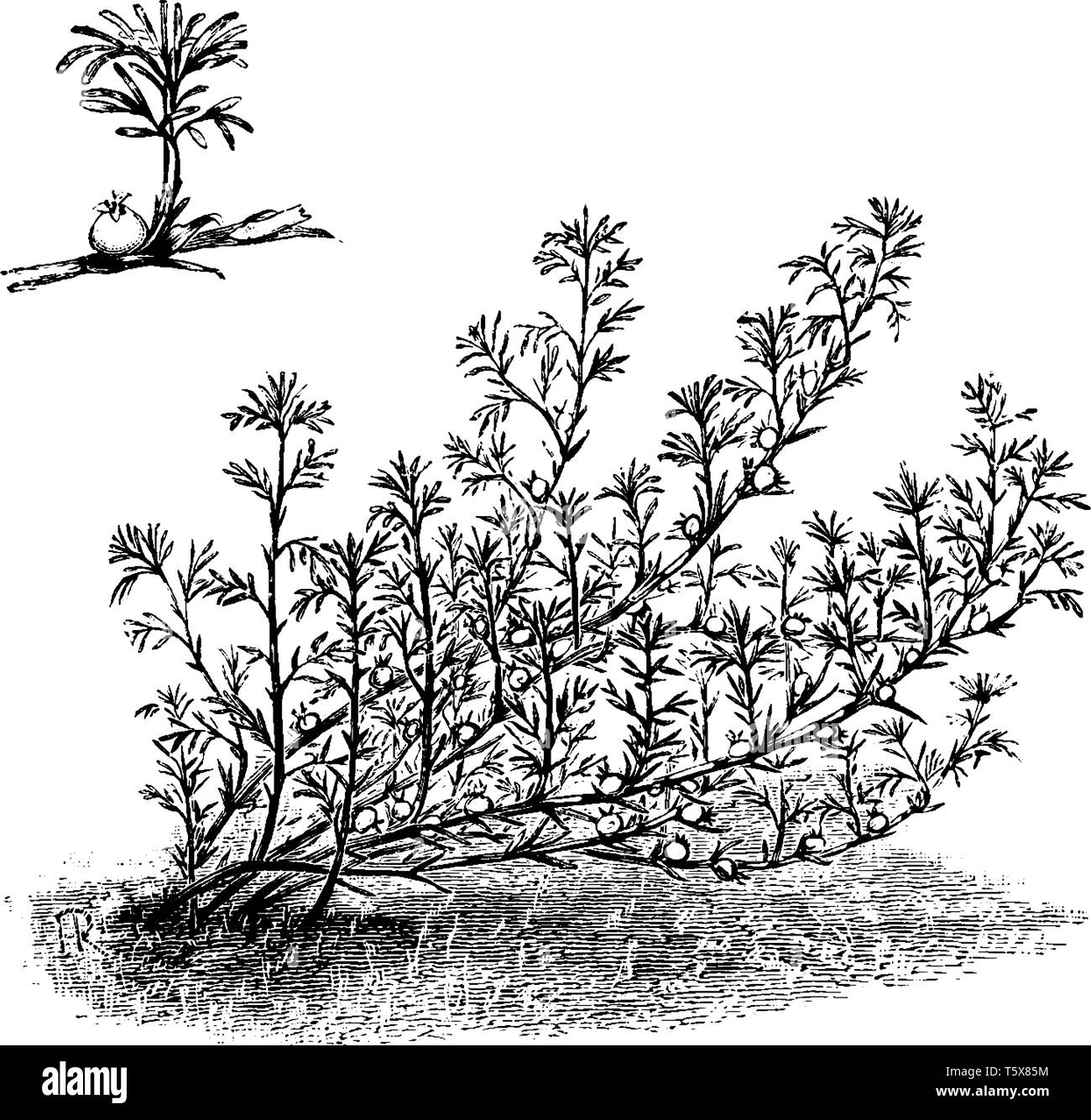 La perla della frutta, che noi chiamiamo anche Margyricarpus, è una pianta ornamentale nella famiglia delle Rosacee. Questa pianta si trova comunemente in Sud America, vintage l Illustrazione Vettoriale