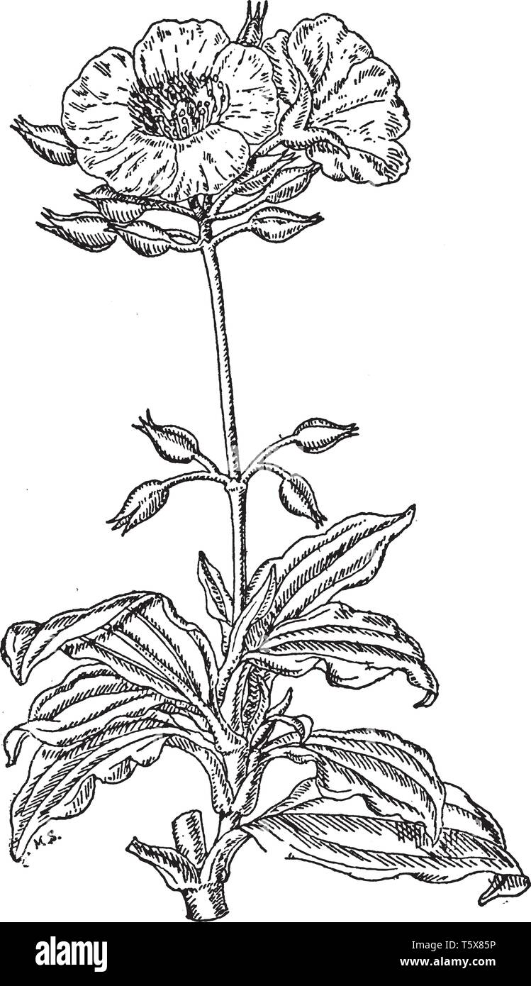Immagine che mostra il Cistus laurifolius pianta flowering. Le foglie sono sviluppate su fondo di piante e di fiori sulla parte superiore dell'impianto. Fiore con Illustrazione Vettoriale