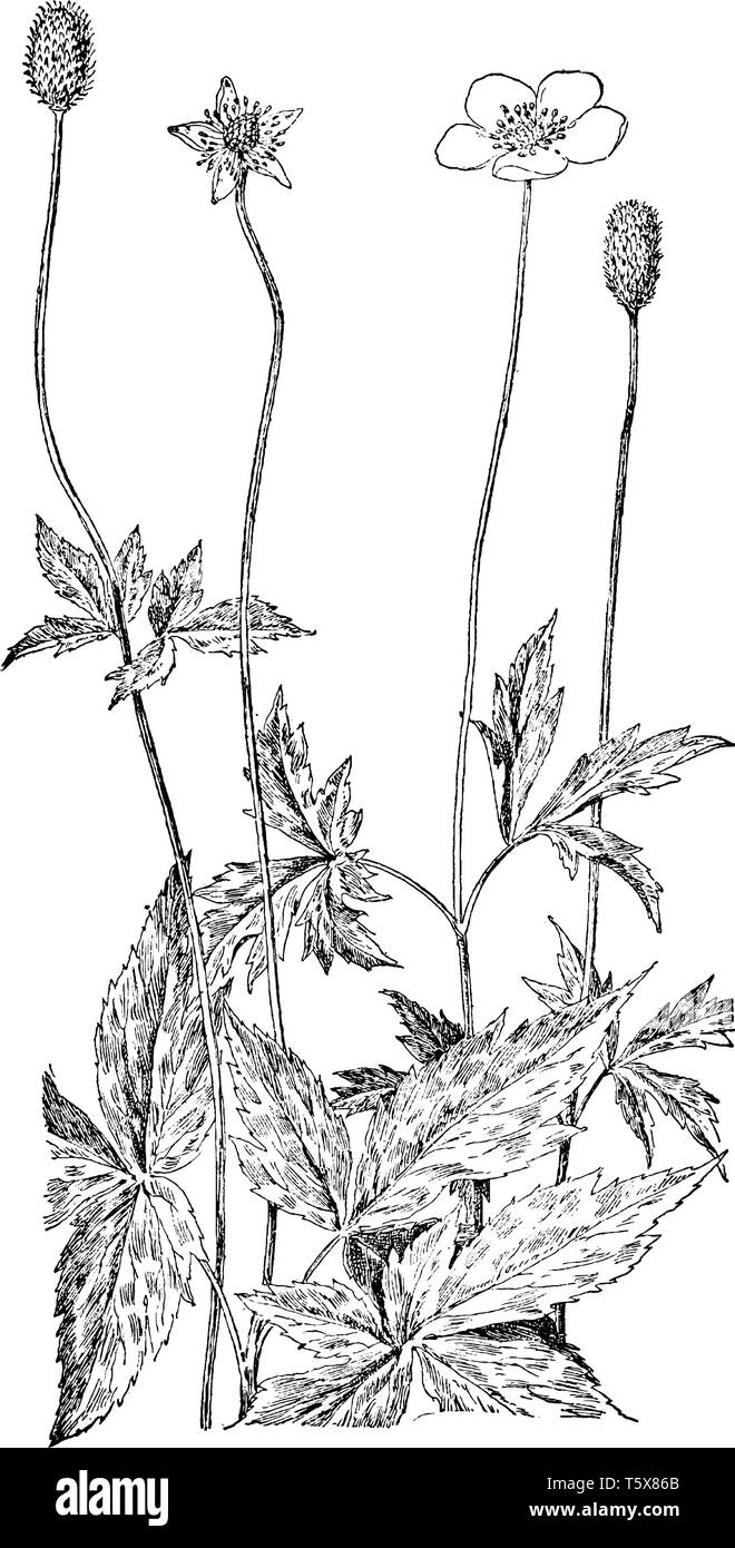 Anemone virginiana è pianta erbacea; i fiori sono bianchi o verdastro-bianco, vintage disegno della linea di incisione o illustrazione. Illustrazione Vettoriale