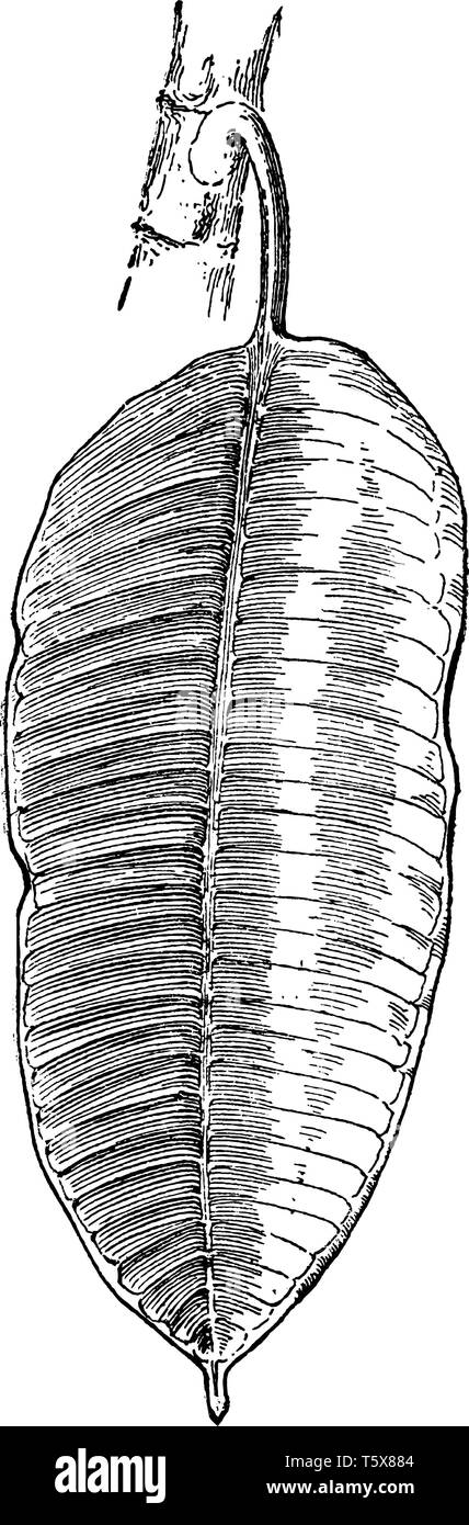 Una foto mostra Ficus elastica, noto anche come gomma indiana Tree. È nativo dell est dell India, Nepal, Bhutan, la Birmania e la Cina. Essa appartiene al Morac Illustrazione Vettoriale