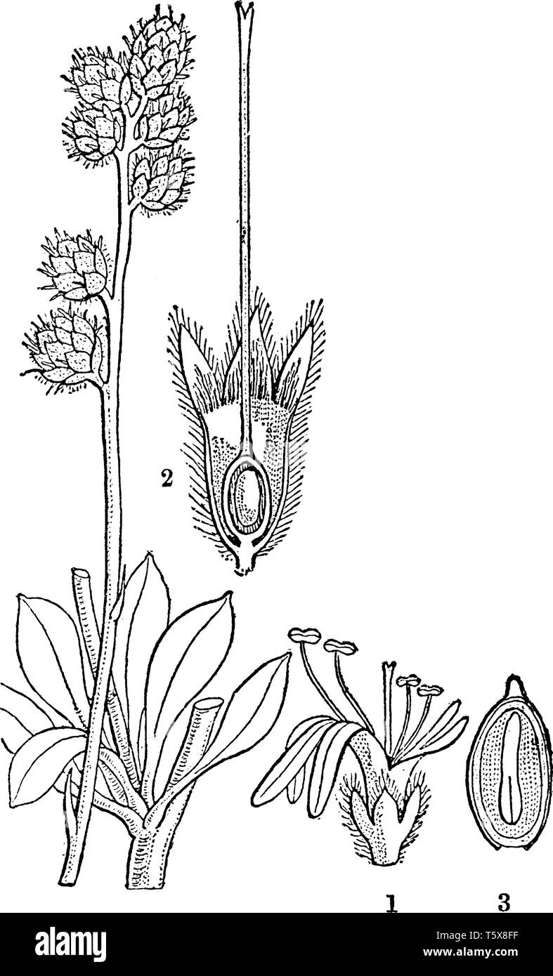 Questa immagine appartiene al fiore pianta denominata Globe Daisy. Essa mostra 3 parti in esso (1) fiori, (2) calice e la sezione delle ovaie, (3) sezione di frutta, vinta Illustrazione Vettoriale