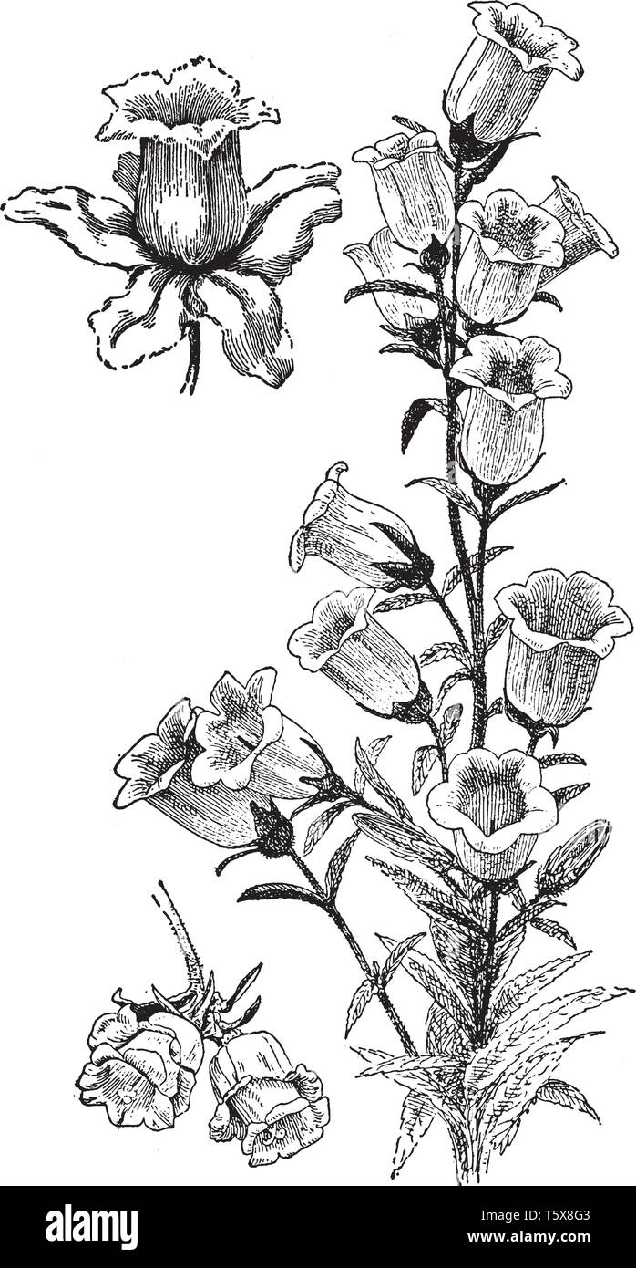 Si tratta di un ramo di fioritura di Campanula Medium. I fiori sono a forma di campana. Ha stelo corto. I fiori sono disponibili in rosa, bianco, viola e blu col Illustrazione Vettoriale