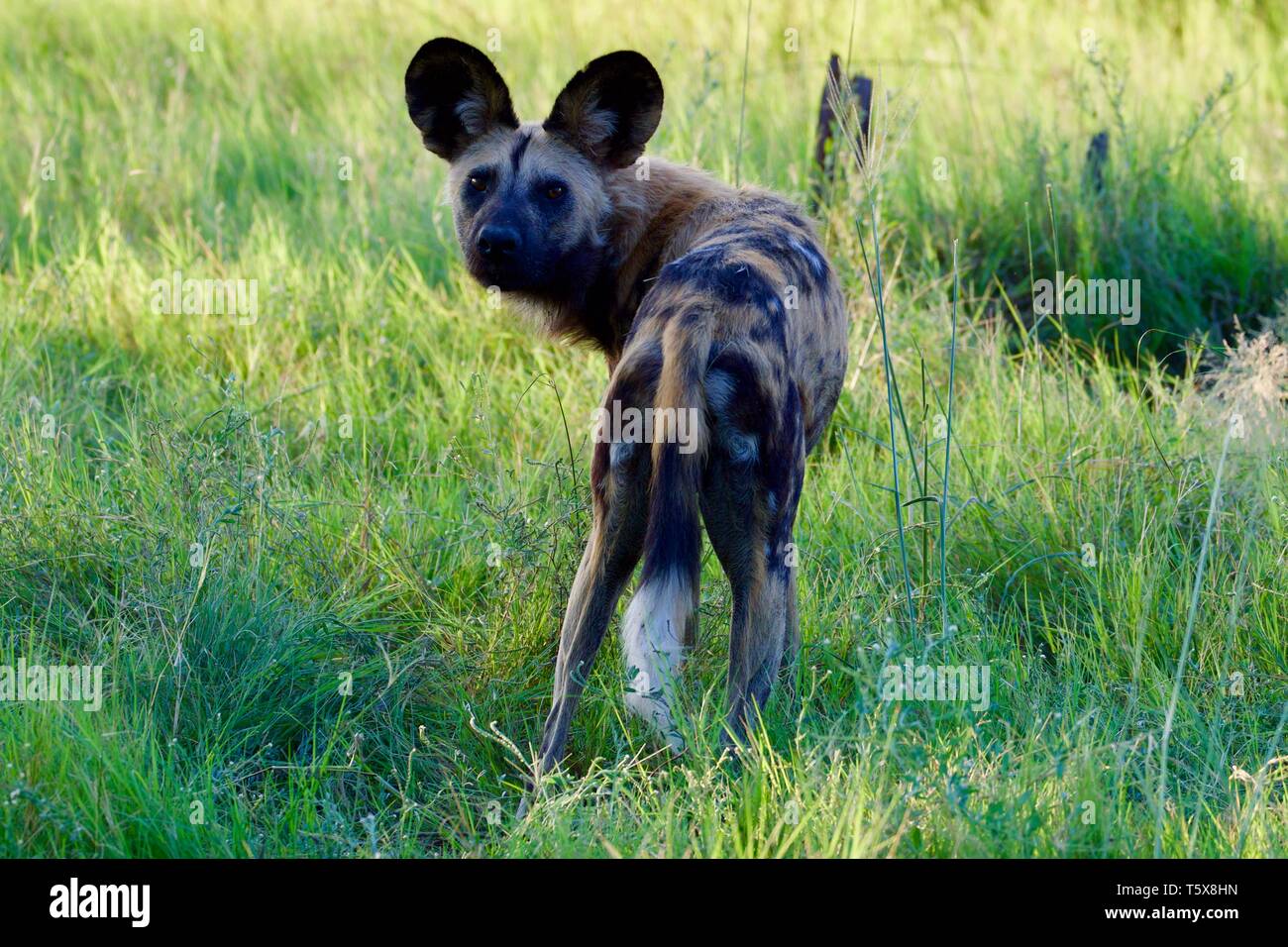 Cani selvatici a Moremi Foto Stock