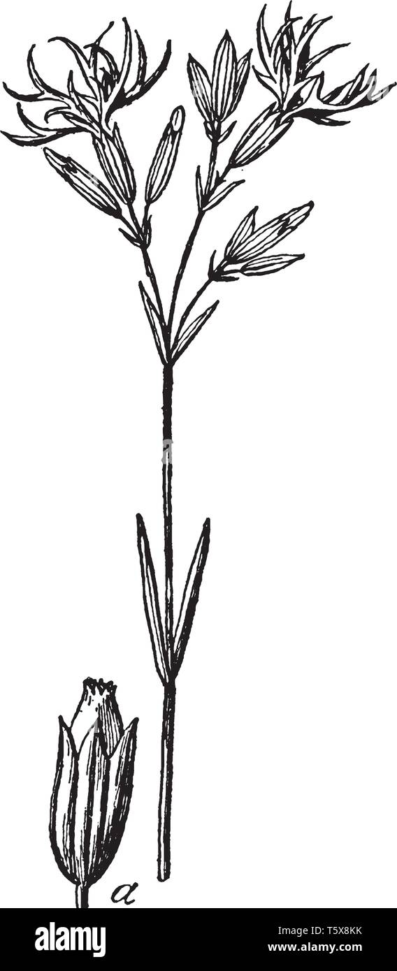 Una foto che mostra il cuculo fiore, comunemente noto come cardamine pratensis. Essa appartiene alla famiglia Brassicaceae. Questa è la signora smock fiore. Esso bearin Illustrazione Vettoriale