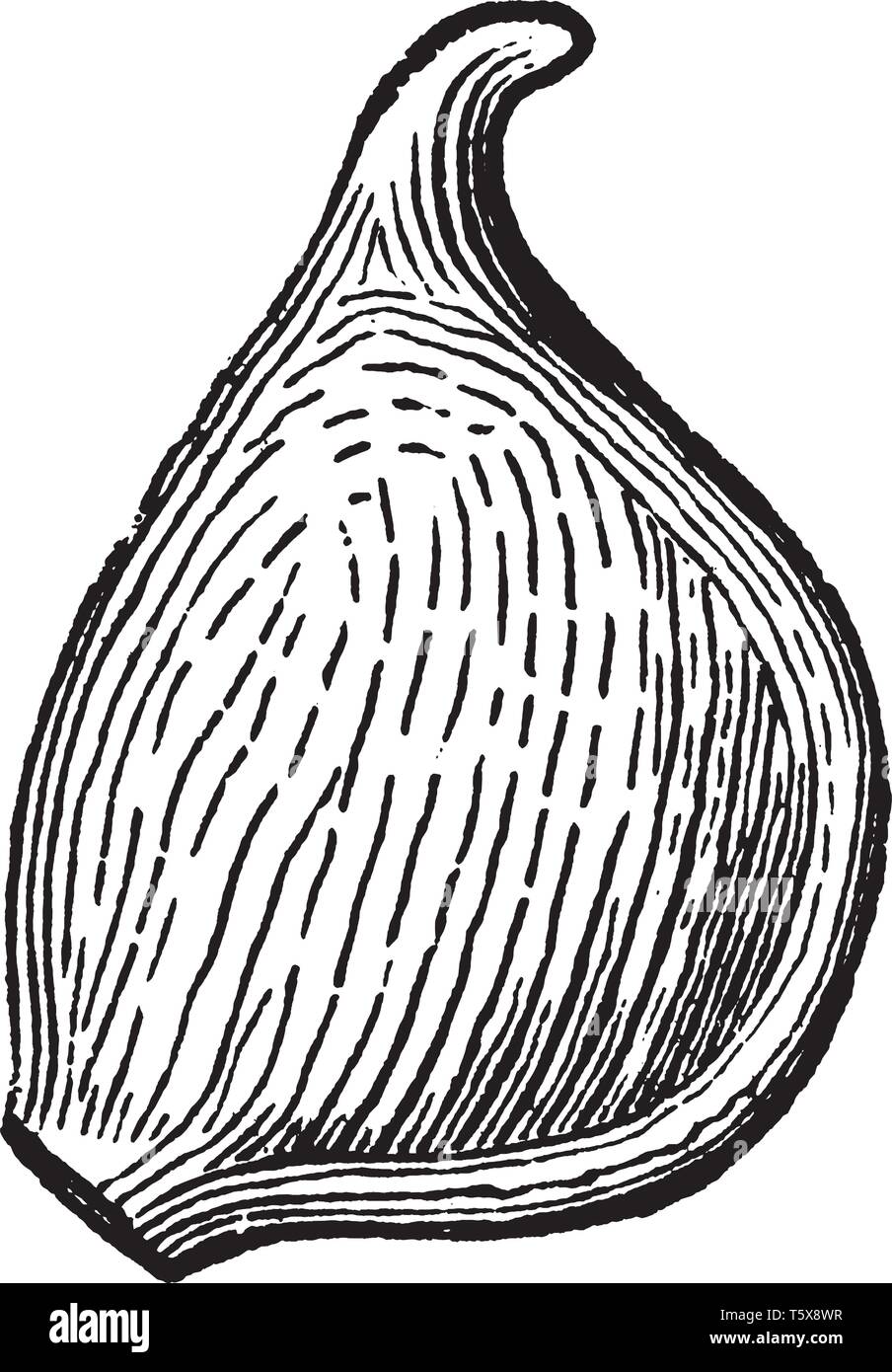 Una foto mostra Buttercup. Questo è un akene di ranuncolo. Akene è asciutto-seeded indehiscent frutta, vintage disegno della linea o incisione illust Illustrazione Vettoriale