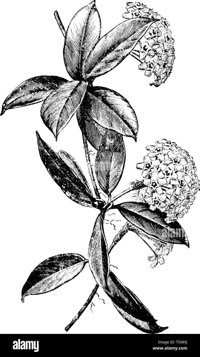 Hoya carnosa è una casa comune pianta coltivata per la sua attraente fogliame ceroso e dolcezza fiori profumati. I fiori sono in crescita in cluster e sono di colore bianco Illustrazione Vettoriale