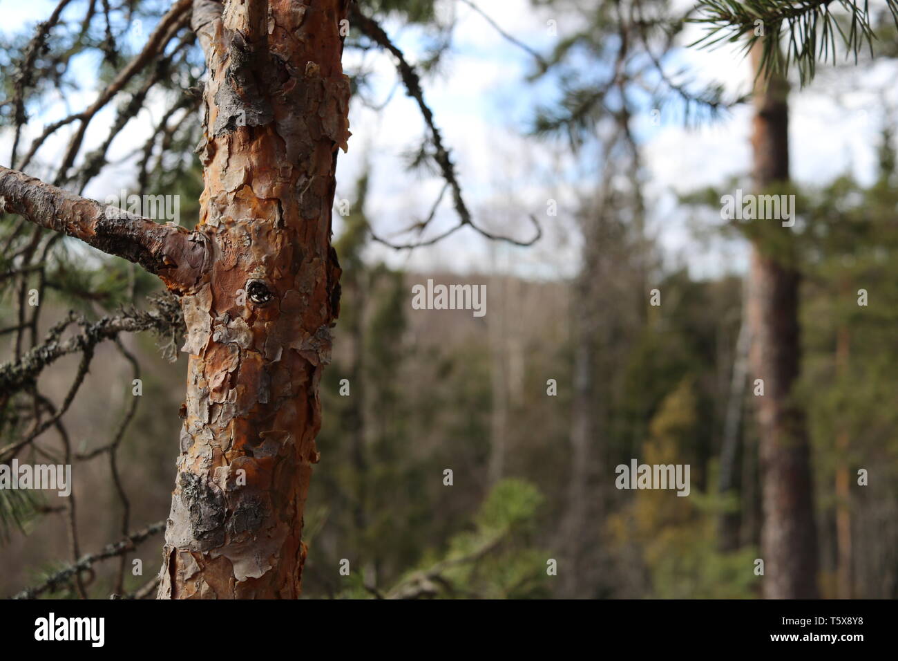 Una sottile linea di pino con una foresta di pini e un cielo blu in background. Foto Stock