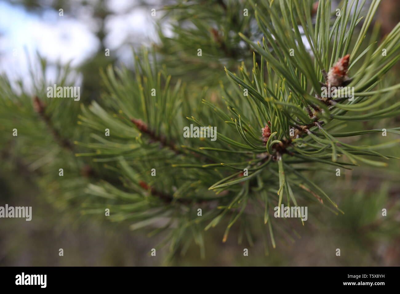 Un close-up di un pino succursale con aghi. Foto Stock
