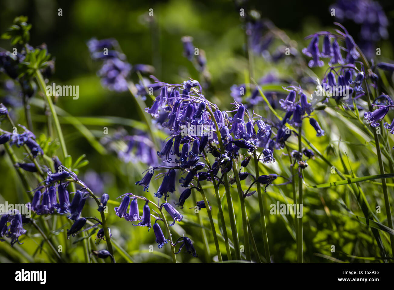 La luce solare che colpisce la ferrovia Bluebell fiori Foto Stock