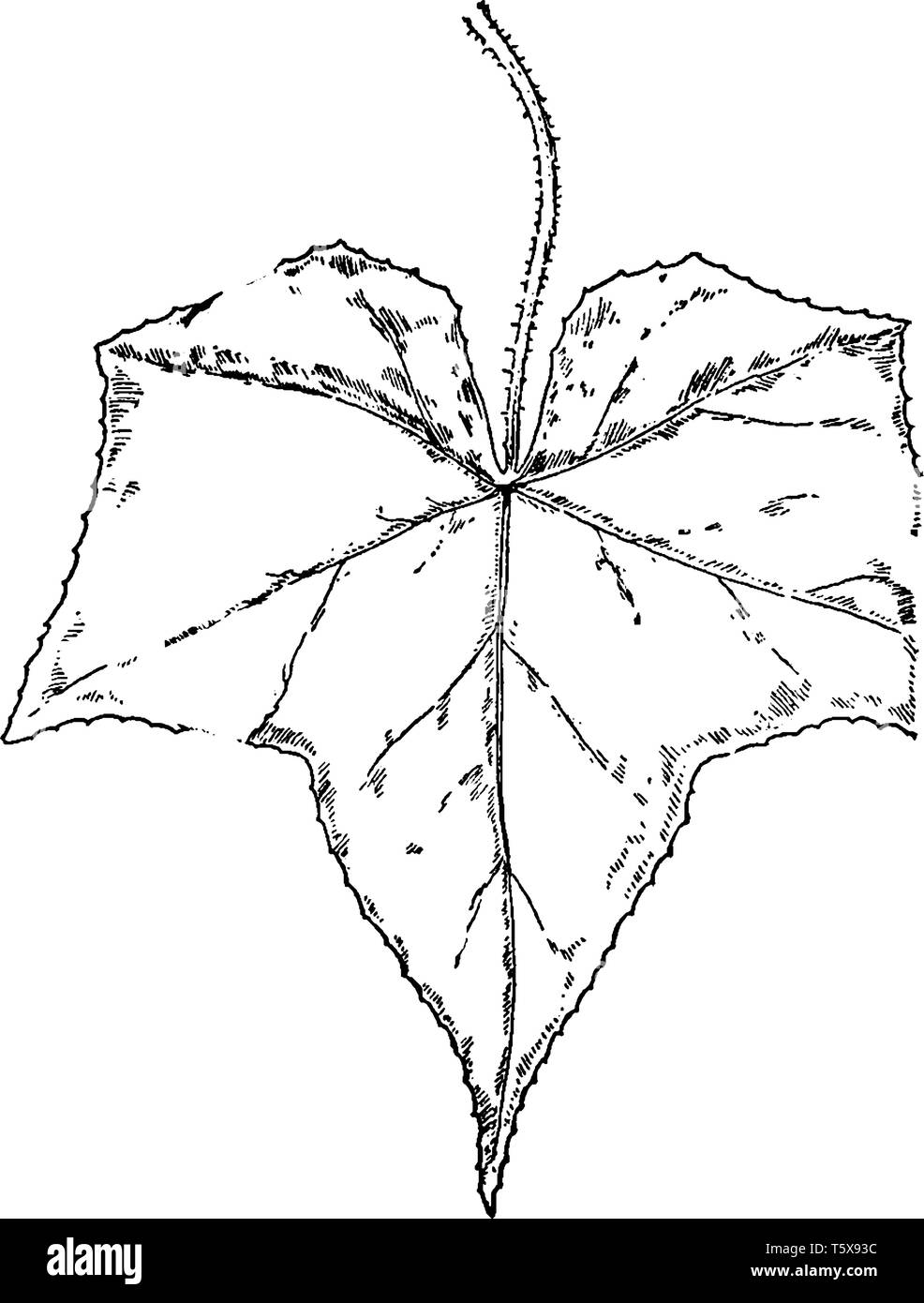 Foglie di Bur-Cucumber, le foglie sono palmately venato e lobata, vintage disegno della linea di incisione o illustrazione. Illustrazione Vettoriale