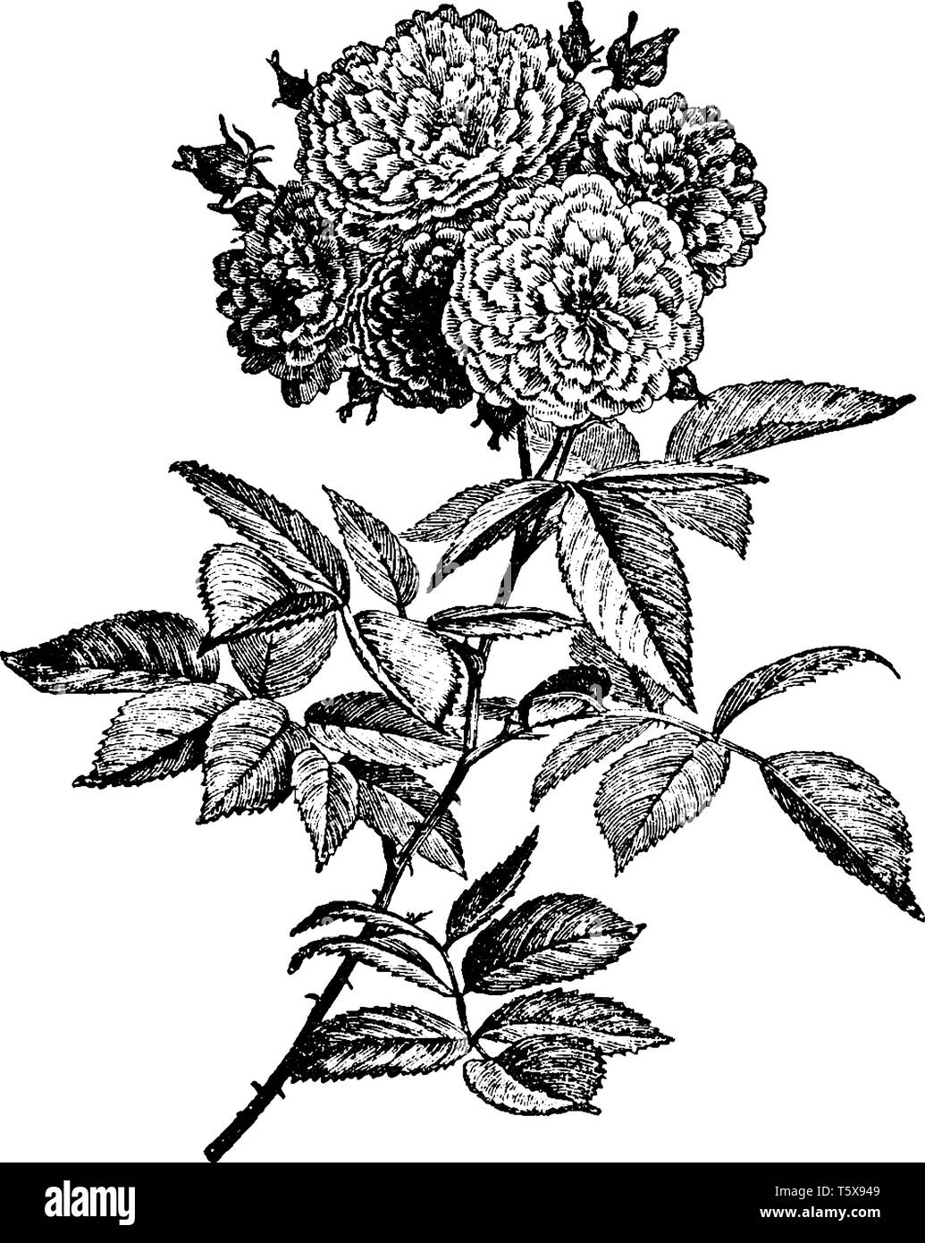 Una foto che mostra un multiflora rosa. I fiori sono piccoli e bianchi e rosa. Le foglie sono di forma ovale. Gli steli sono spinoso, linea vintage Illustrazione Vettoriale