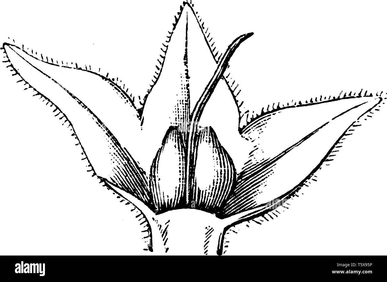 Una foto mostra un sepalo e frutto di Comfrey conosciuta anche come Consolida. Si tratta di un'erba importante nel giardinaggio organico, avente molti medici Illustrazione Vettoriale