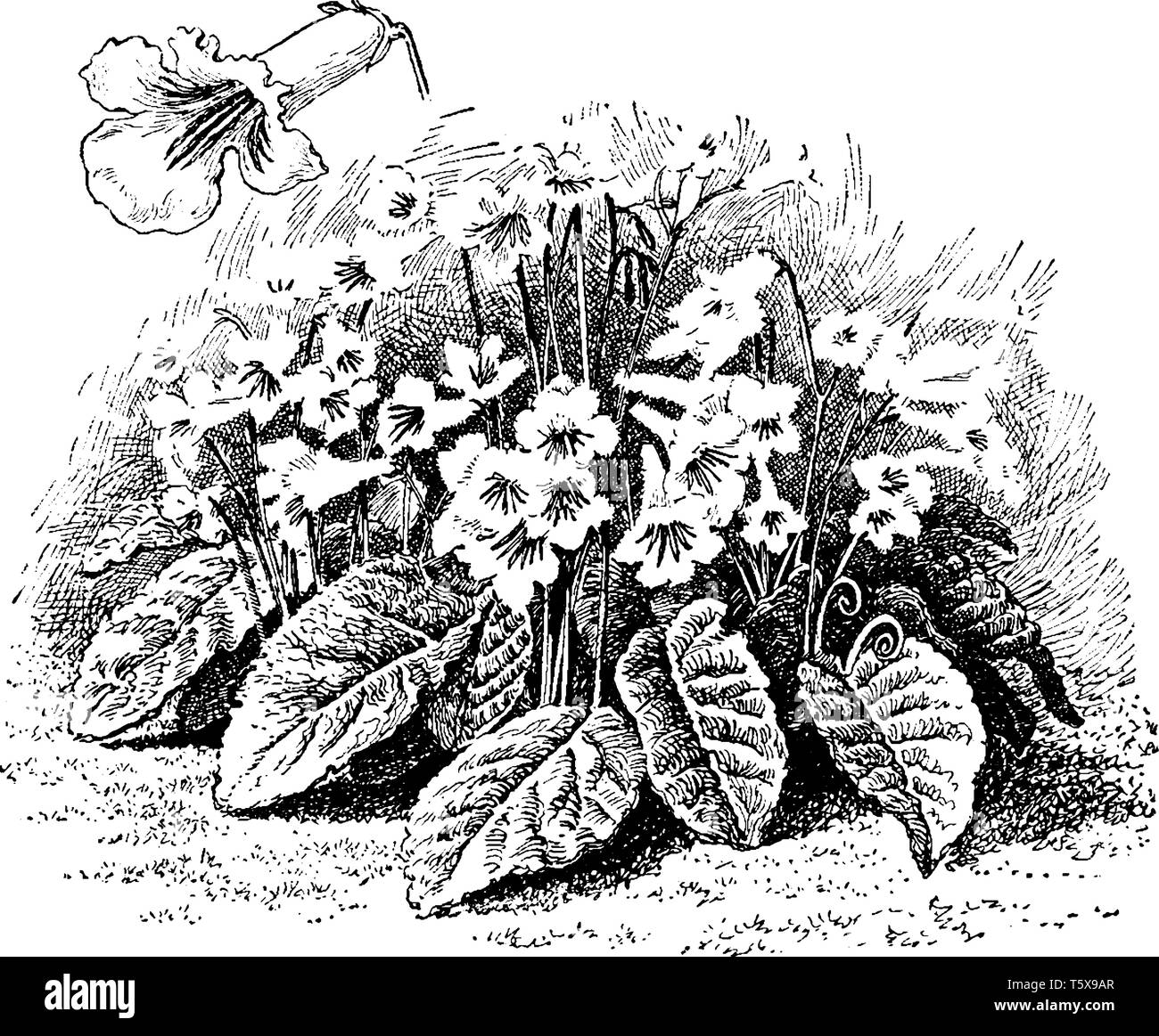 Un'immagine mostra caratteristiche di piante di Streptocarpus Kewensis fiori, vintage disegno della linea di incisione o illustrazione. Illustrazione Vettoriale
