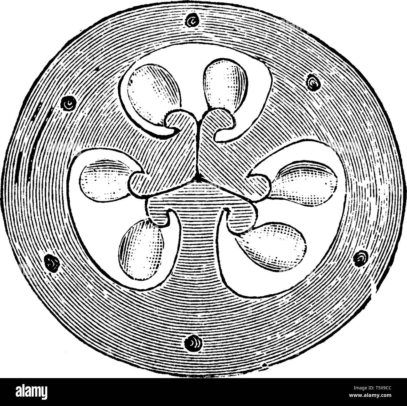 La sezione trasversale dell'ovaio del fiore di iris. La sua mostra tre carpels unite al centro in una massa. Le tre parti sono chiaramente identificabili. Vi Illustrazione Vettoriale