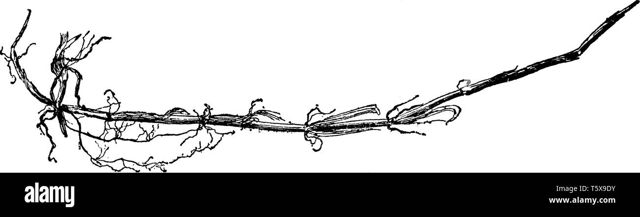 Questa è un immagine stelo o radice di ciarlatano di erba che è nativo per la maggior parte di Europa, Asia, vintage disegno della linea di incisione o illustrazione. Illustrazione Vettoriale