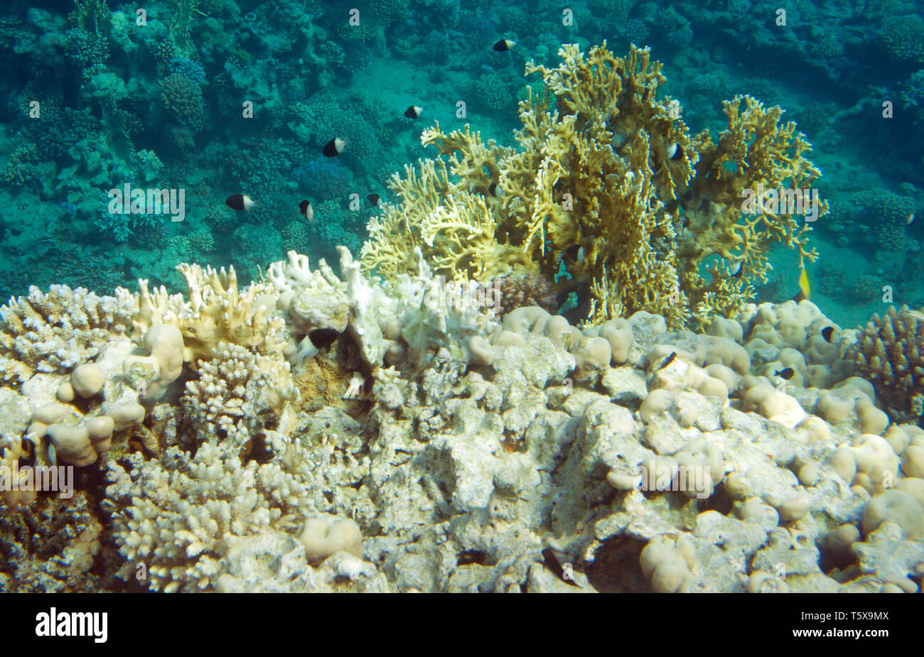 Millepora dichotoma corallo e dimidiata chromis pesci. La vita subacquea del Mar Rosso in Egitto. I pesci di acqua salata e la barriera corallina. Fire coralli duri e bicolo Foto Stock