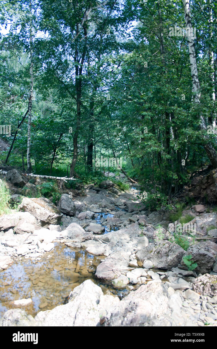 Ruscello di montagna in estate selvaggia foresta. Pietre e acqua Foto Stock