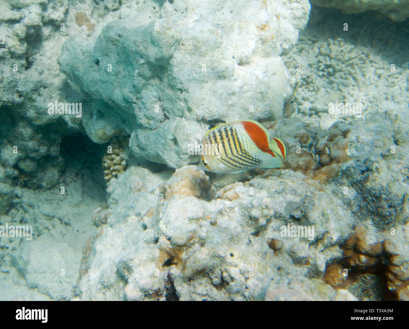Chaetodon paucifasciatus. Mar Rosso Butterflyfish eritreo. L'Eritrea; Butterflyfish; vita sottomarina del mar Rosso in Egitto. I pesci di acqua salata e coral col Foto Stock