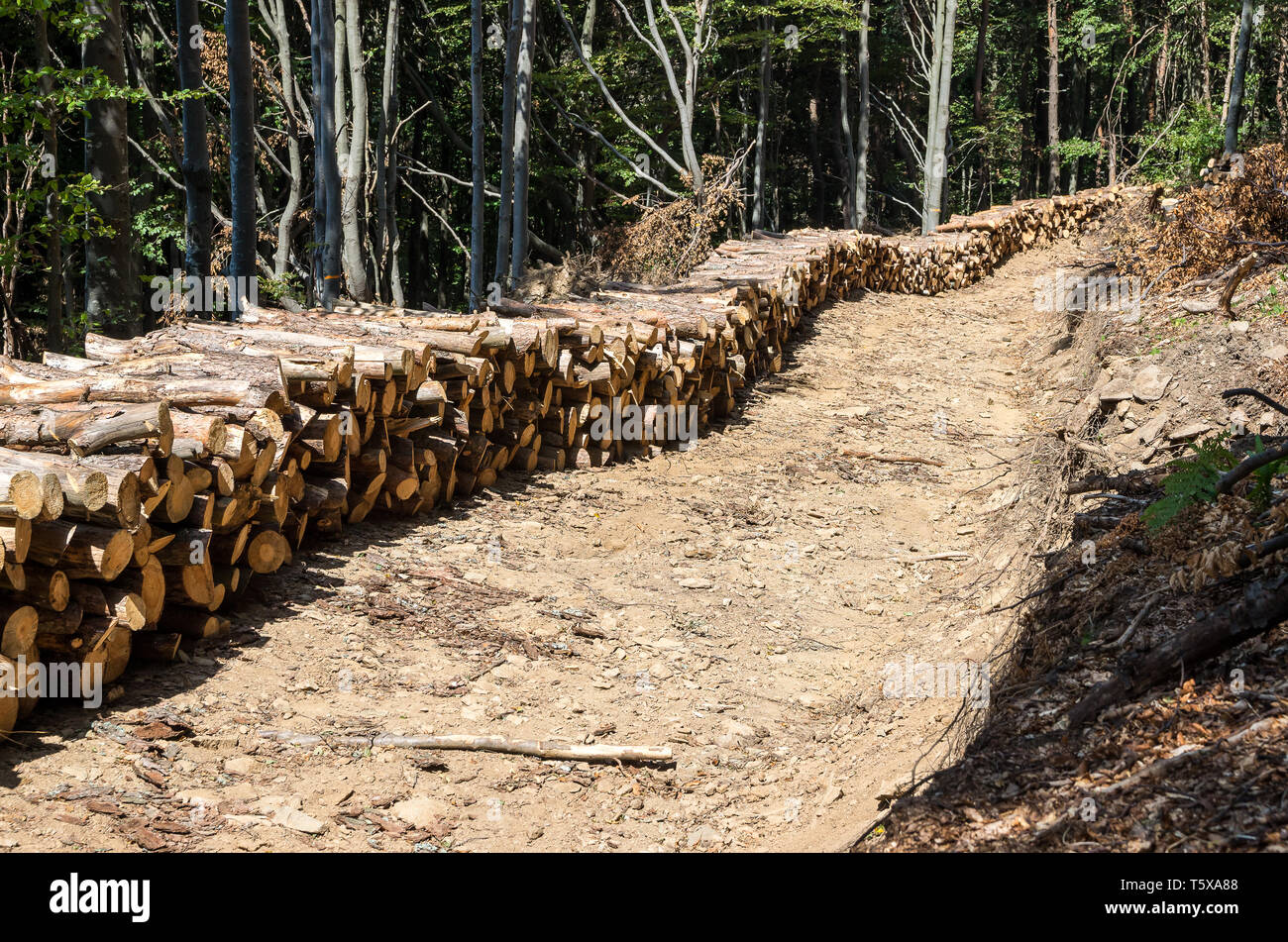 La silvicoltura. Stato sanitario delle foreste. Distacco di morti e di alberi malati. Foto Stock
