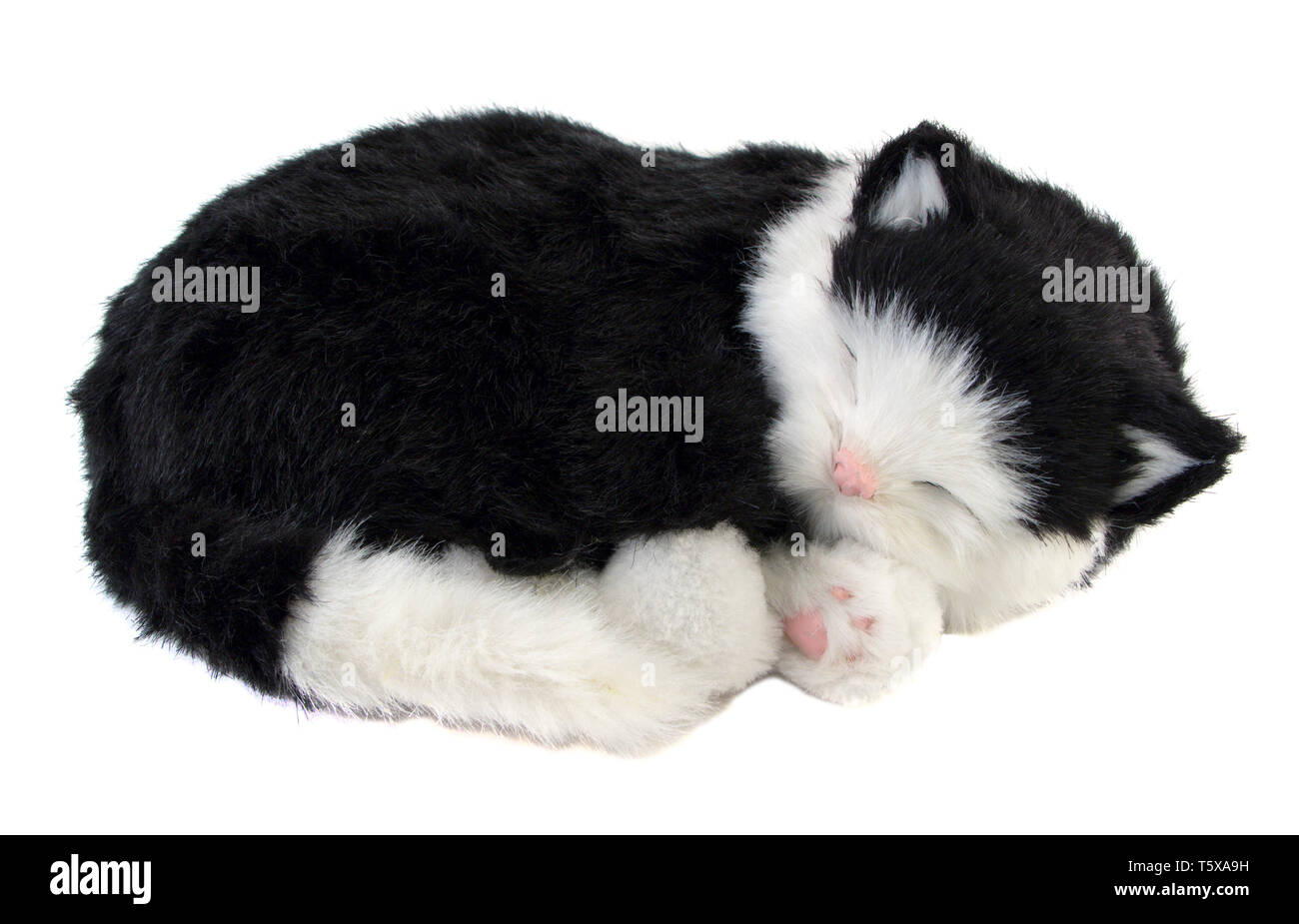Gattino dormire su uno sfondo bianco. Foto Stock