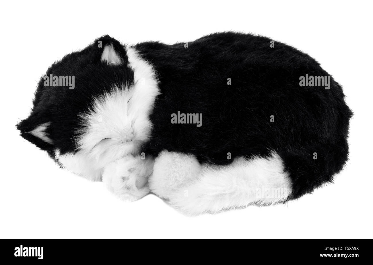 Gattino dormire su uno sfondo bianco. Foto in bianco e nero Foto Stock