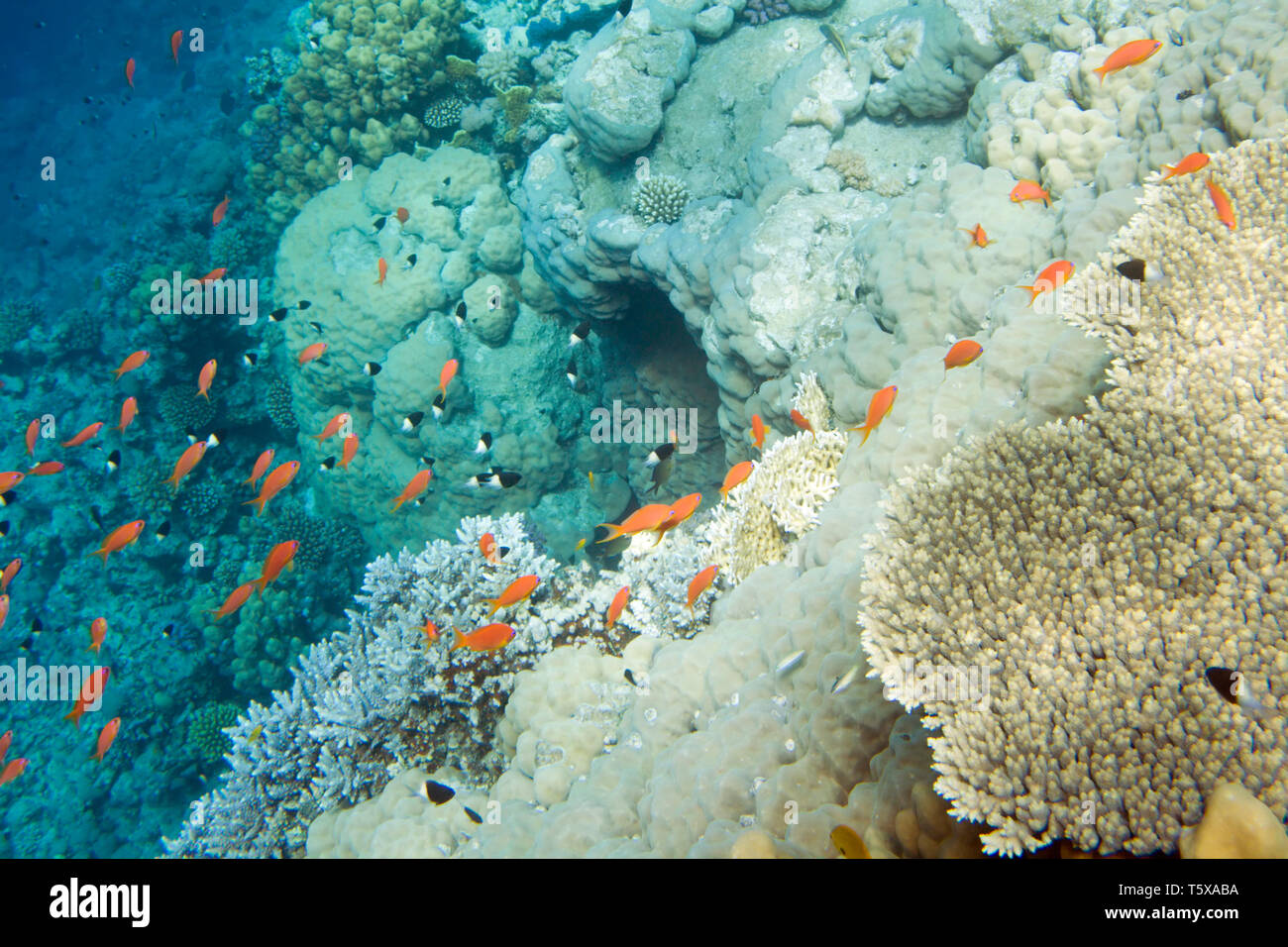 La vita subacquea del Mar Rosso in Egitto. I pesci di acqua salata e la barriera corallina. In una caverna nel mare profondo Foto Stock