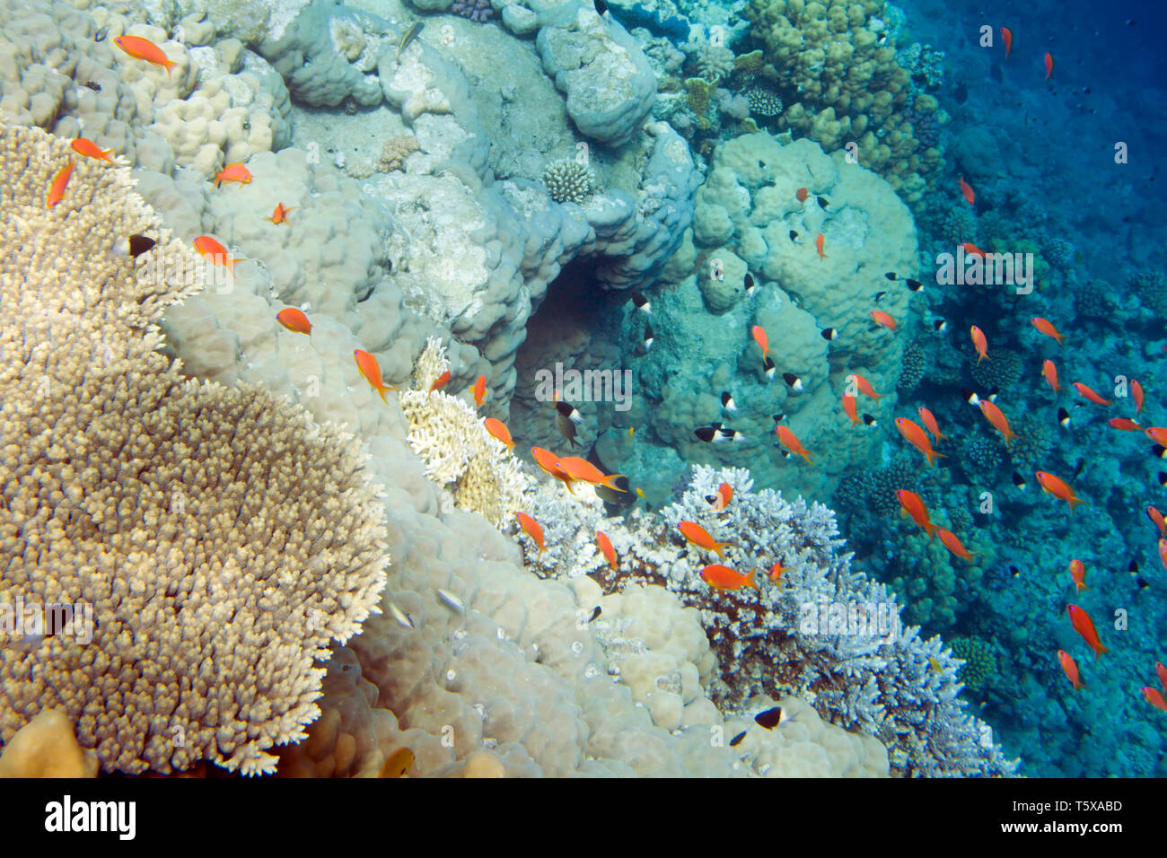 La vita subacquea del Mar Rosso in Egitto. I pesci di acqua salata e la barriera corallina. In una caverna nel mare profondo Foto Stock