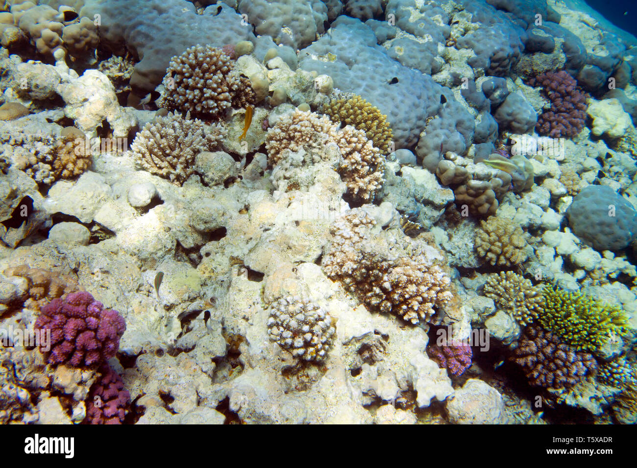 La vita subacquea del Mar Rosso in Egitto. I pesci di acqua salata e la barriera corallina. Corallo colorato parete Foto Stock