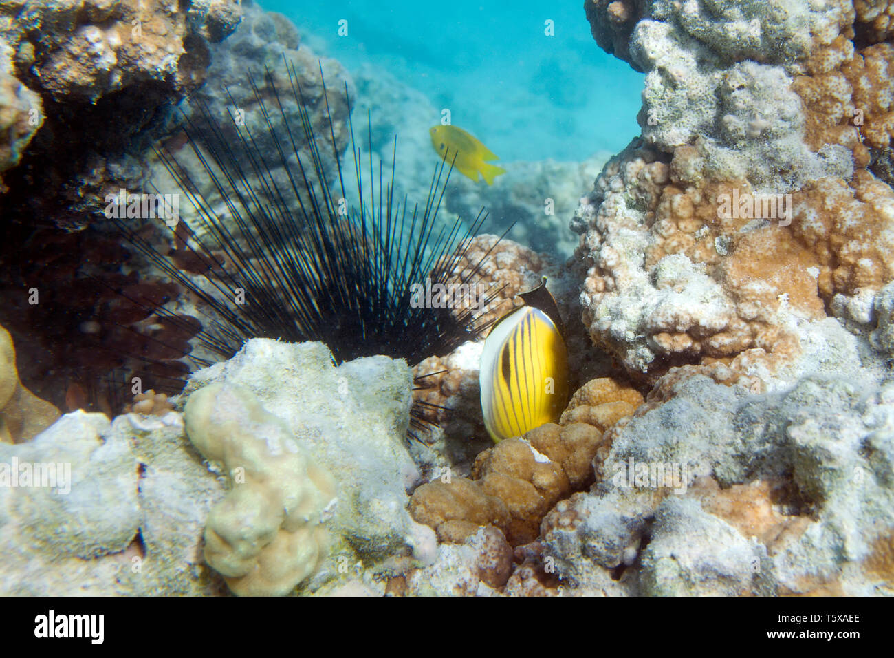 Allungate la spina dorsale dei ricci di mare. Diadema setosum. La vita subacquea del Mar Rosso in Egitto. I pesci di acqua salata e Coral reef di colonia. La luce del sole nelle profonde acque blu Foto Stock