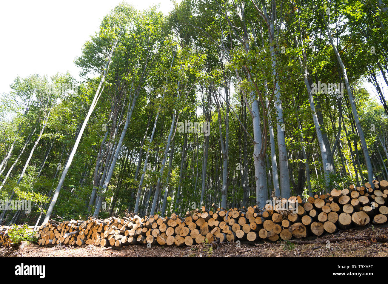 Tronchi di legno di faggio nella foresta, impilati in una pila. Foto Stock
