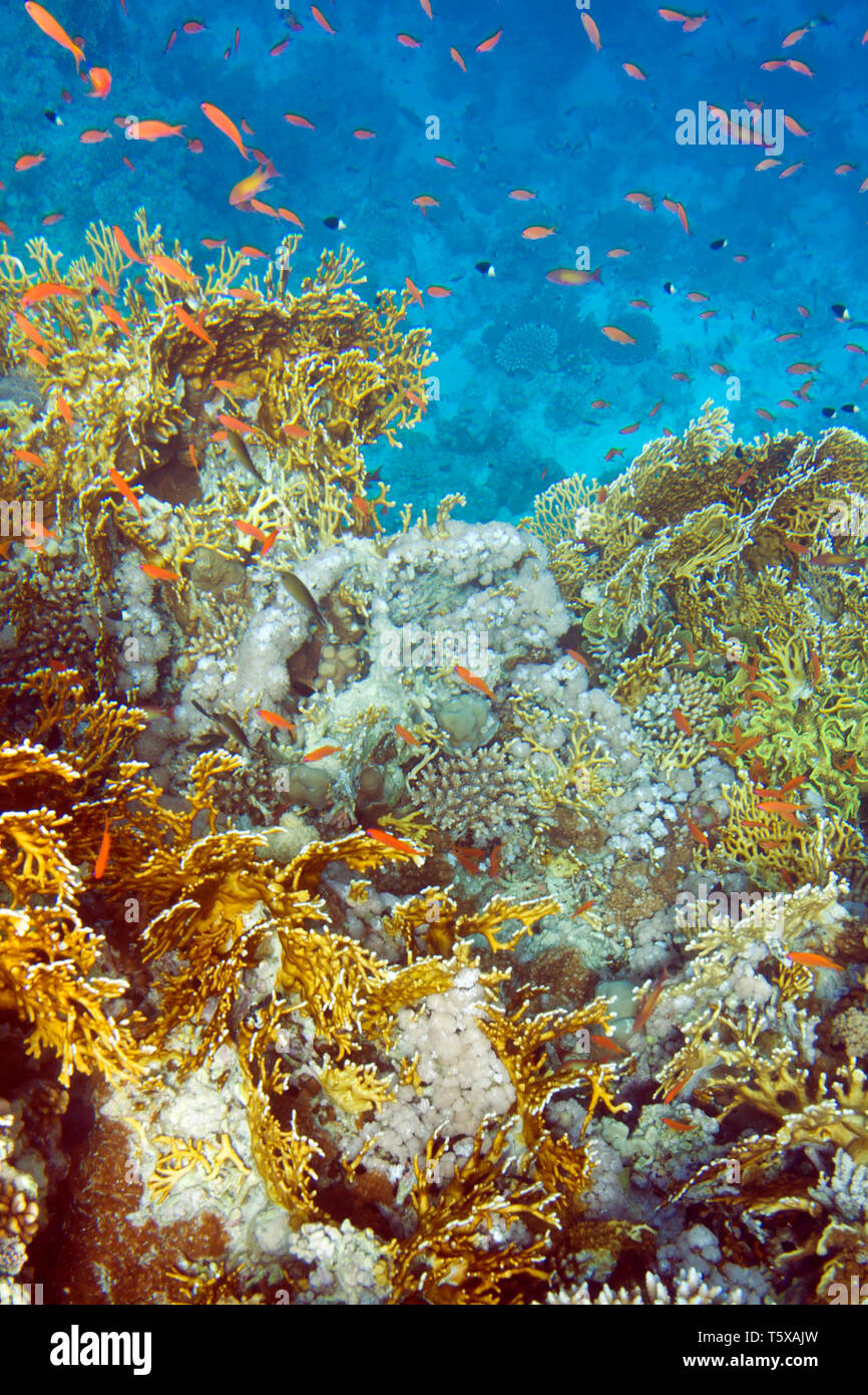 Millepora dichotoma corallo e dimidiata chromis pesci. La vita subacquea del Mar Rosso in Egitto. I pesci di acqua salata e la barriera corallina. Il fuoco di corallo duro Foto Stock