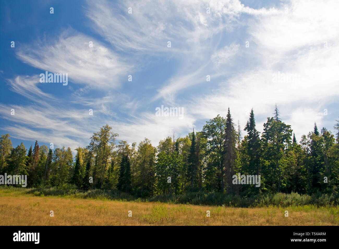 Cielo blu e nuvole bianche sopra la foresta selvaggia Foto Stock